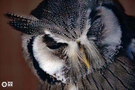 Petit-Duc à face blanche