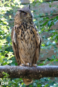 Hibou Grand-Duc