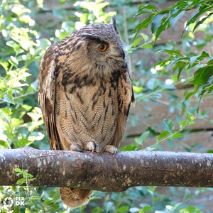 Hibou Grand-Duc