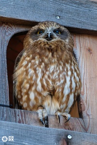 Ninox d'Australie