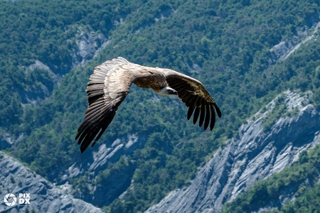 Vautour fauve
