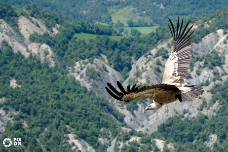 Vautour fauve