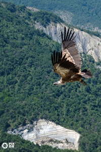 Vautour fauve