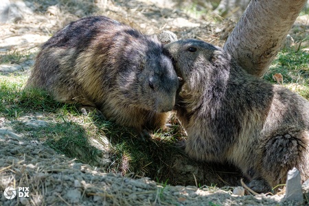 Marmottes