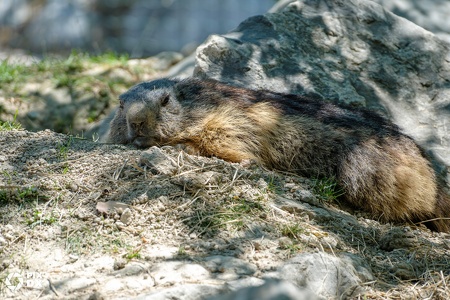 Marmotte