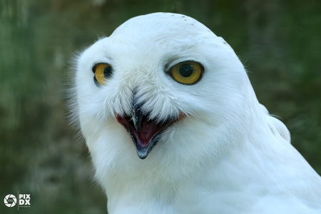 Harfang des neiges