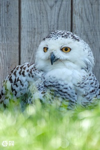 Harfang des neiges