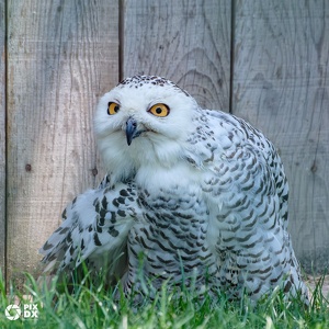 Harfang des neiges