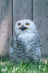 Harfang des neiges