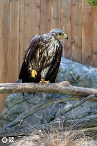 Aigle des steppes