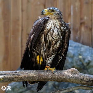 Aigle des steppes