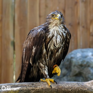Aigle des steppes
