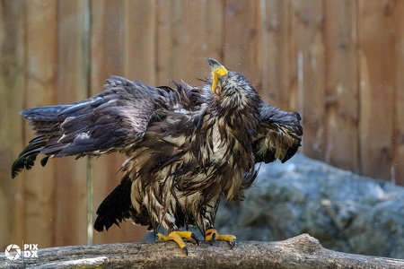 Aigle des steppes