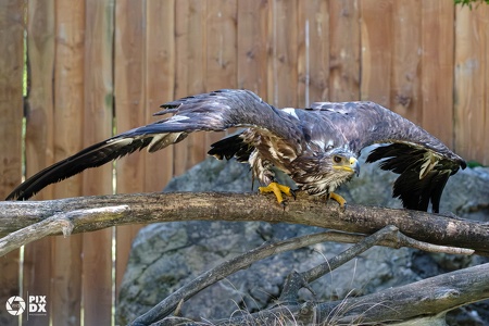Aigle des steppes