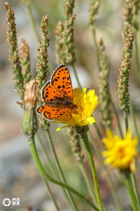 Mélitée orangée