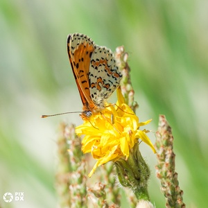 Mélitée orangée