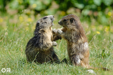 Combat de marmottes