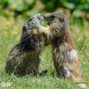 Combat de marmottes