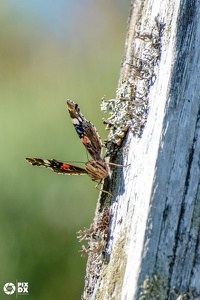 Vulcain