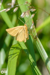 Fidonie lutée