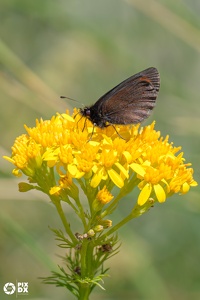 Moiré variable
