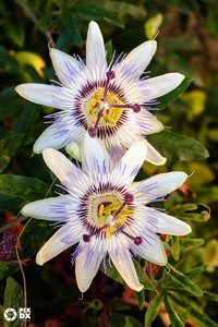 Passiflores