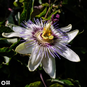 Passiflore