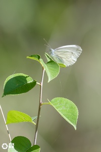 Piéride du navet